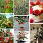 Colorful Flowering Maple Mix Abutilon hybridum - 30 Seeds