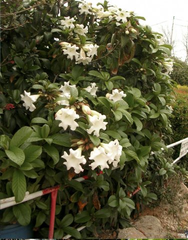 White Nepal Trumpet Flower Beaumontia Echites grandiflora - 15 Seeds