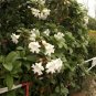 White Nepal Trumpet Flower Beaumontia Echites grandiflora - 15 Seeds