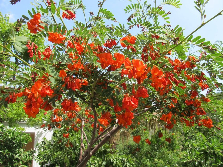 20 Seeds Sesbania Punicea Scarlet Red Wisteria Tree Tropical Looking Bush Plant