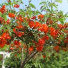 Scarlet Red Wisteria Shrub Sesbania punicea - 8 Seeds