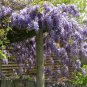 Hardy Chinese Wisteria Wisteria sinensis - 5 Seeds