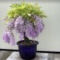 Hardy Chinese Wisteria Wisteria sinensis - 5 Seeds