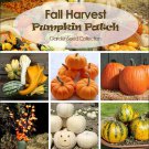Fall Harvest Pumpkin Patch Seed Collection - 6 Varieties
