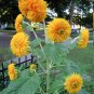 Full Double Sunflower Helianthus annuus - 30 Seeds