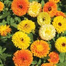 Edible Flowers Organic Calendula Herb Mix Calendula officinalis - 100 Seeds