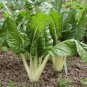 Giant Silverbeet Chard Fordhook Organic Heirloom Beta vulgaris - 250 Seeds