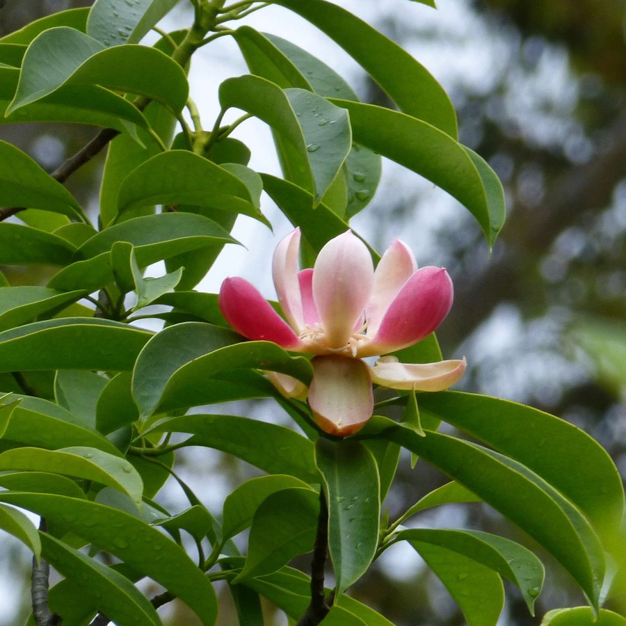 lotus flower ご確認用