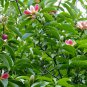 Exotic Pink Lotus Tree Manglietia insignis - 20 Seeds