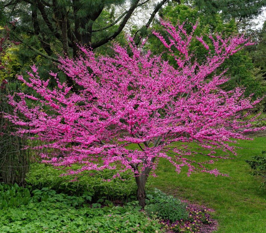 Eastern Magenta Redbud Tree Cercis Cercis canadensis - 8 Seeds