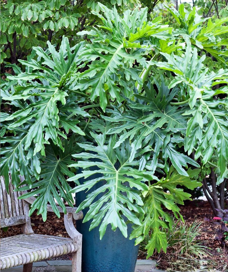 Lacy Tree Philodendron Bipinnatifidum Selloum 20 Seeds 1929