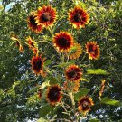 Sunflower Autumn Beauty Helianthus annuus - 40 Seeds