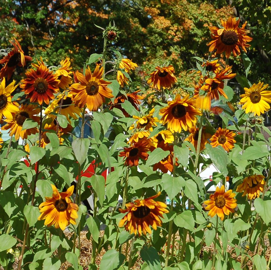 Sunflower Autumn Beauty Helianthus annuus 40 Seeds