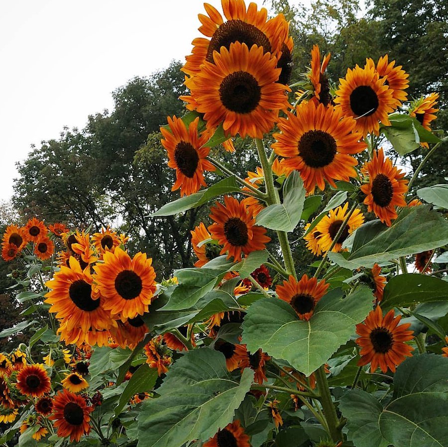 Sunflower Autumn Beauty Helianthus annuus 40 Seeds