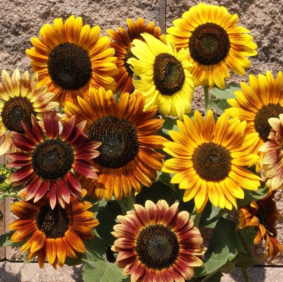 Sunflower Autumn Beauty Helianthus annuus 40 Seeds