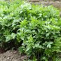 Garden Lovage Old World Heirloom Perennial Herb Levisticum officinale - 100 Seeds