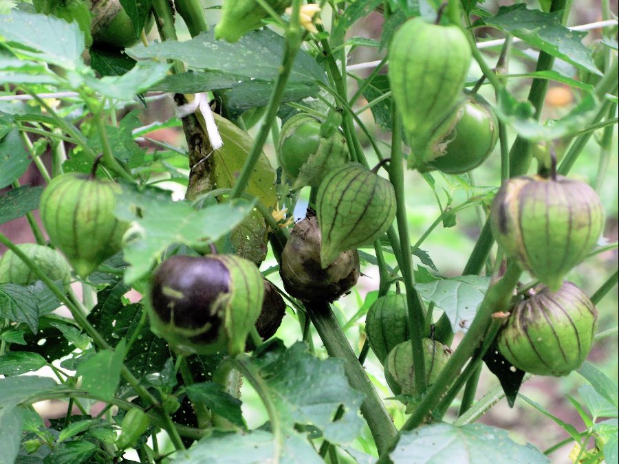 Organic Heirloom Mexican Husk Tomato Purple Tomatillo Physalis ixocarpa