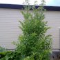 Garden Lovage Old World Heirloom Perennial Herb Levisticum officinale - 100 Seeds