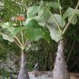 Buddha Belly Caudex Bottle Plant Jatropha podagrica - 3 Seeds