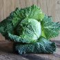 Sweet Savoy Heirloom Wirsing Cabbage Brassica oleracea  - 150 Seeds