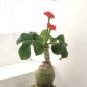 Buddha Belly Caudex Bottle Plant Jatropha podagrica - 3 Seeds