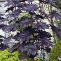 Goth Garden Castor Oil Plant New Zealand Purple Ricinus communis - 5 Seeds