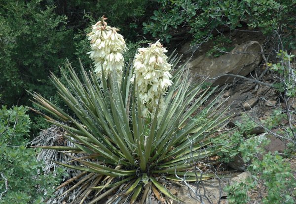 Spanish Bayonet Banana Yucca baccata - 20 Seeds