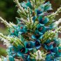 Unusual Chilean Sapphire Tower Hardy Puya alpestris - 30 Seeds