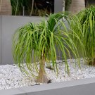 Ponytail Palm Beaucarnea Nolina recurvata - 50 Seeds