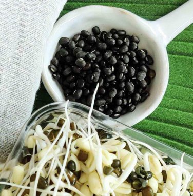 Organic Black Mung Bean Black Lentil Matpe Vigna Mungo - 50 Seeds