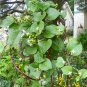 Climbing Malabar Spinach Red  Alugbati Basella ruba - 30 Seeds