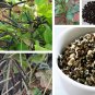 Organic Black Mung Bean Black Lentil Matpe Vigna Mungo - 50 Seeds