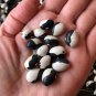 Organic Heirloom Black and White Calypso Bush Bean Phaseolus vulgaris - 50 Seeds