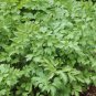 Heirloom Garden Lovage Old World Perennial Levisticum officinale - 100 Seeds