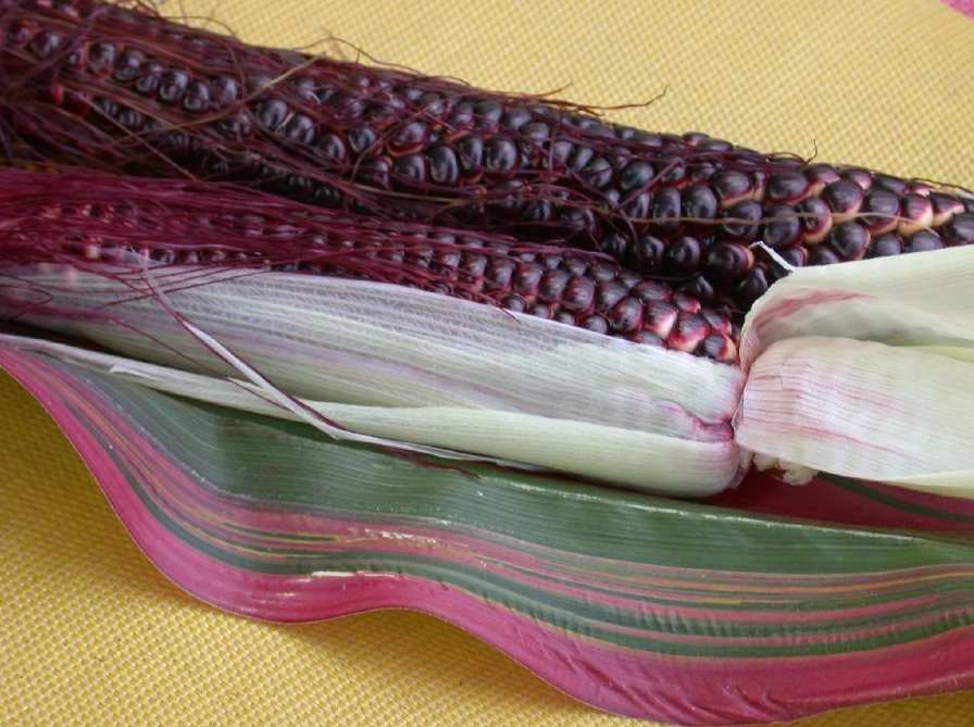 Japanese Heirloom Corn Japonica Striped Maize Zea mays 40 Seeds