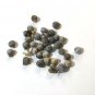 Ornamental Job's Tears Pearl Bead Grass Coix lacryma-jobi - 20 Seeds