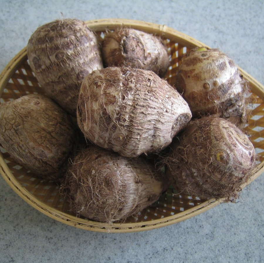 Satoimo Taro Edible Root Colocasia Esculenta - 3 Rhizome Tubers