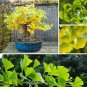 Ginkgo Fossil Tree Maidenhair Gingko Biloba - 18 Seeds