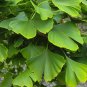 Ginkgo Fossil Tree Maidenhair Gingko Biloba - 18 Seeds