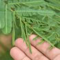 Organic Sensitive Plant Mimosa Pudica - 50 Seeds