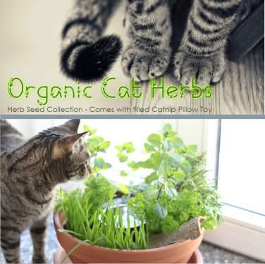 Organic Cat Herb Seeds Gift Box with filled Catnip Pillow Toy