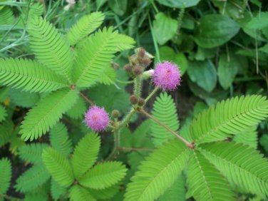 Organic Sensitive Plant Mimosa Pudica - 50 Seeds