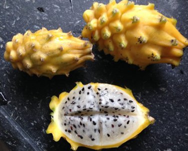 Golden Dragon Fruit Yellow Dragonfruit Selenicereus megalanthus - 15 Seeds