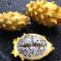 Golden Dragon Fruit Yellow Dragonfruit Selenicereus megalanthus - 15 Seeds