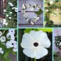 White Blooming Susie Thunbergia alata alba - 10 Seeds