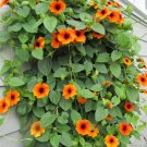 Orange Black-Eyed Susan Vine Thunbergia alata - 10 Seeds