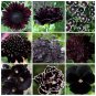 Goth Garden Almost Black Naturally Dark Flowers Seed Collection - 9 Varieties
