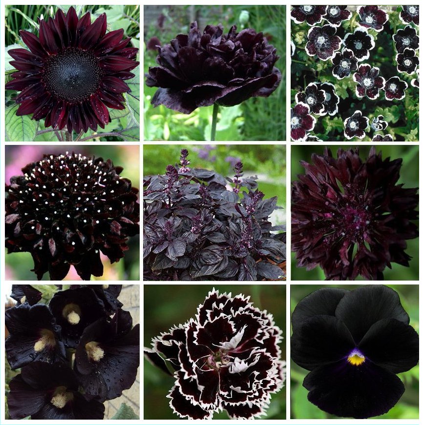 Almost Black Naturally Dark Monochromatic Flowers Seed Collection