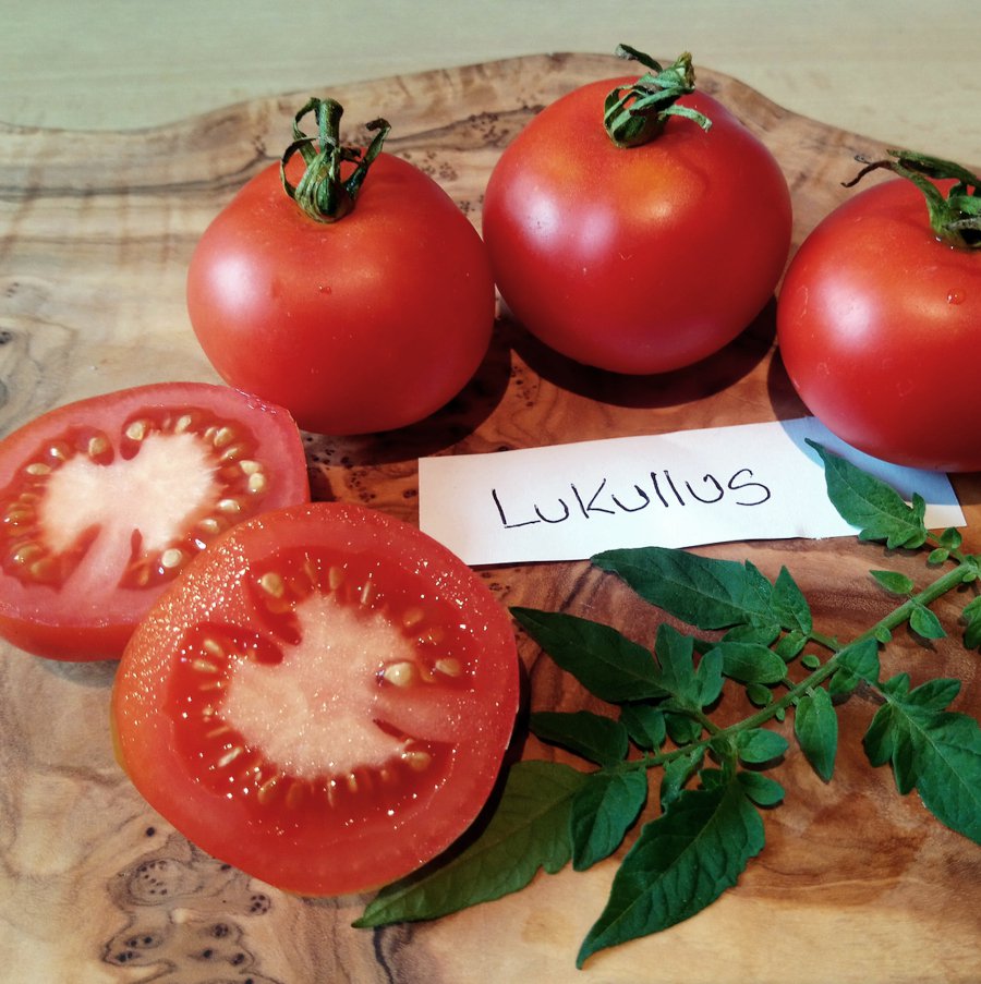 German Heirloom Tomato Lukullus Solanum Lycopersicum - 25 Seeds