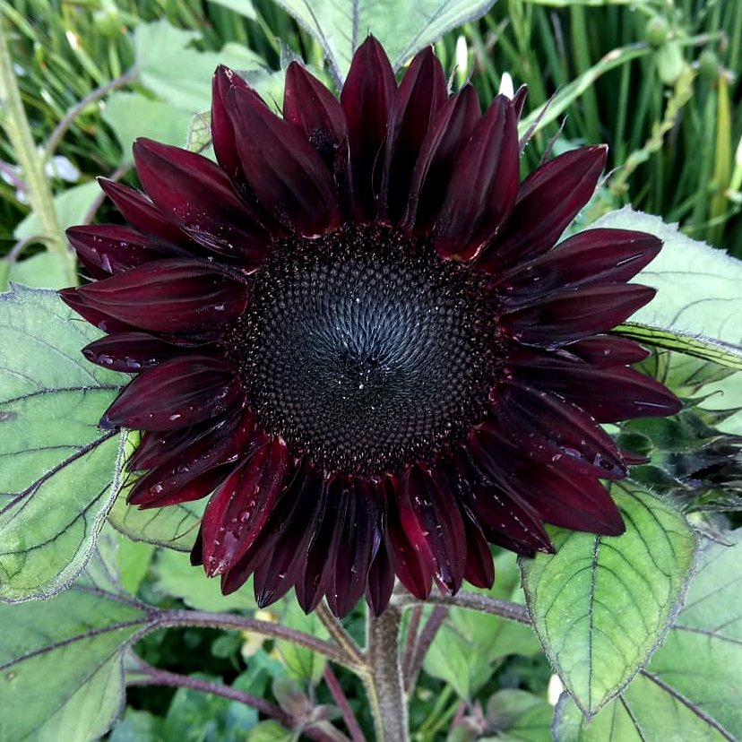 Unique Dark Sunflower Red Wave Helianthus annuus - 20 Seeds